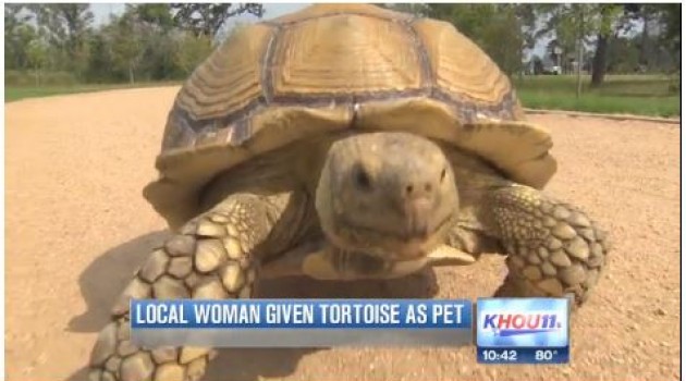 Heights Woman Walks Tortoise in Memorial Park
